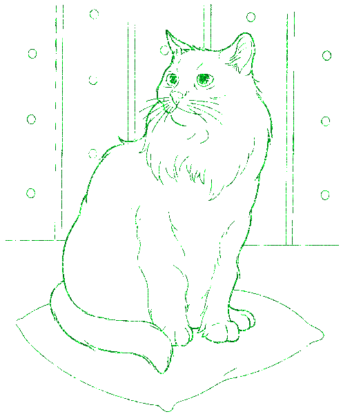 cat