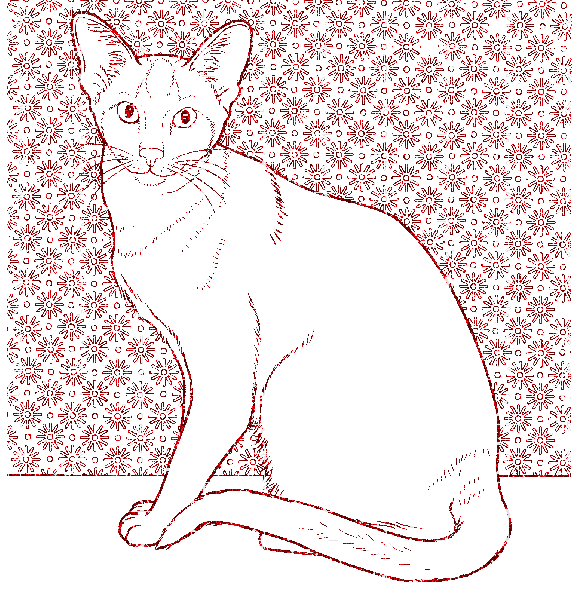 cat