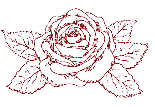 rose