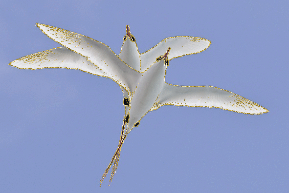 phaeton birds