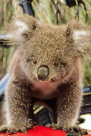 koala