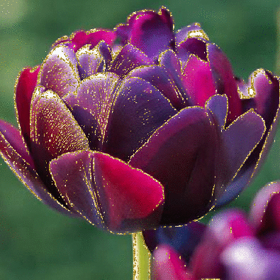 purple tulip