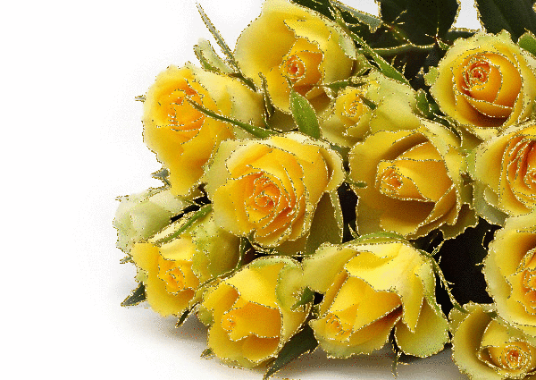 yellow rosas