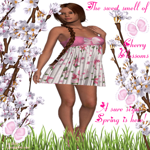 Cherry Blossoms