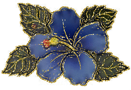 blue hibiscus
