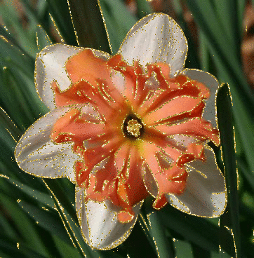 narcissus