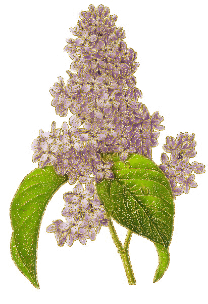 wisteria