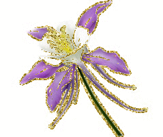 aquilegia