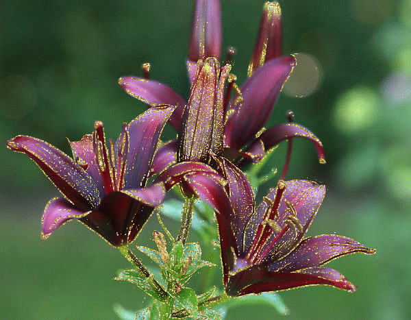 black daylily