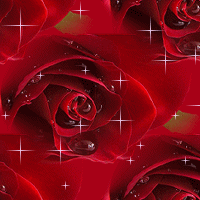 red rosas