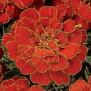 tagetes flower