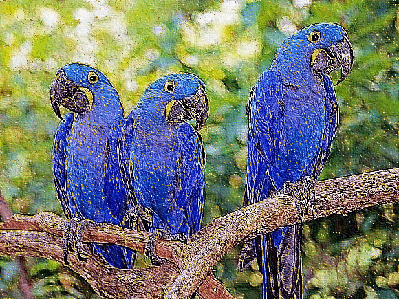 3 blue ara