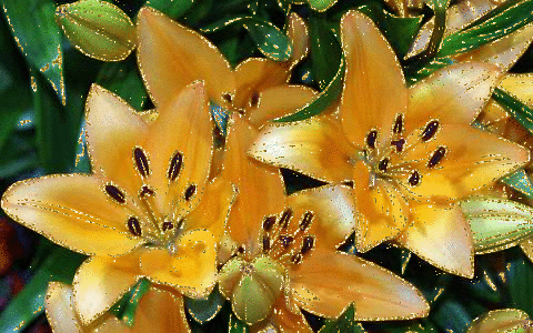 yellow lilies