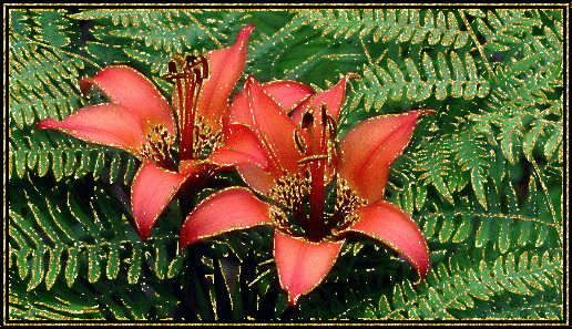red lilies