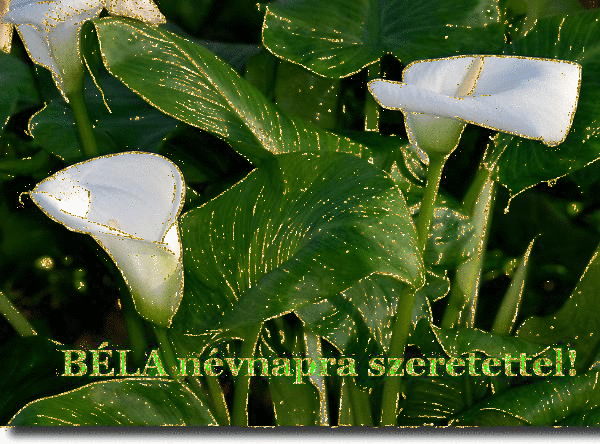 BÃ©la