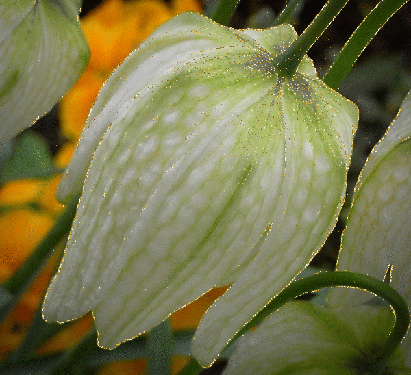 fritillaria