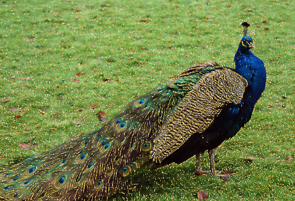 peacock