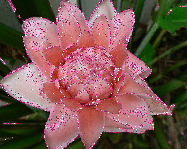 ginger flower