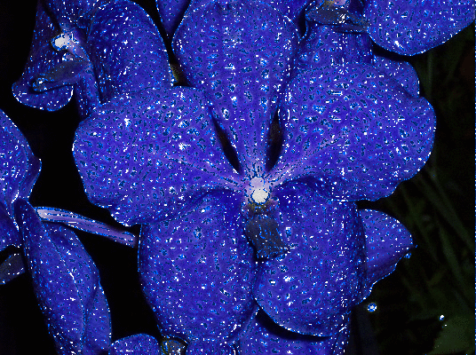 orchid-vanda
