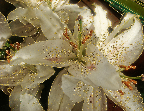 white lily