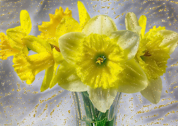 Narcissus