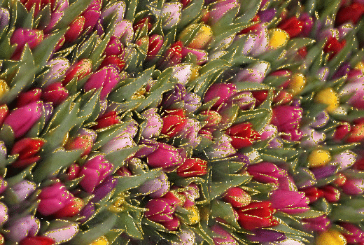 tulips