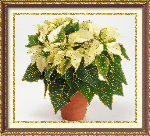 white poinsettia