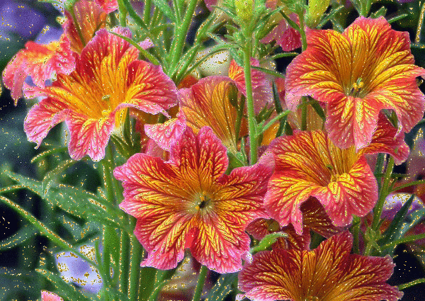 flowers