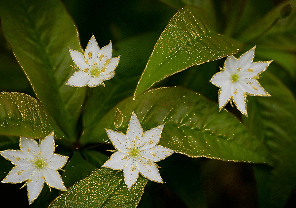 ornithogallum