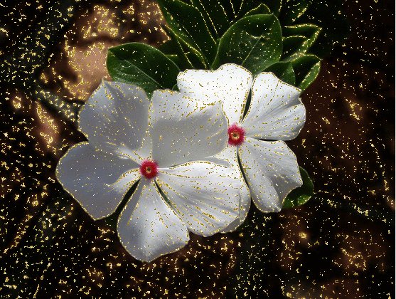 white flowers