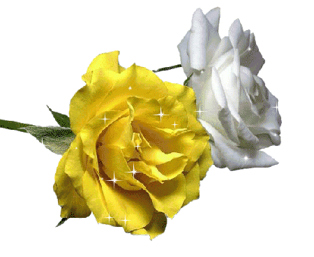 yellow and white rosa