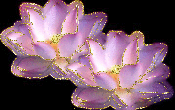 2 lotus flower