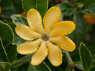 gardenia