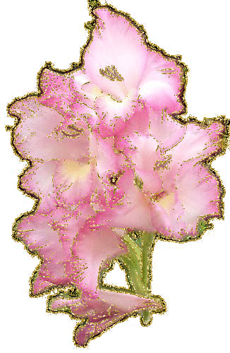 gladiola