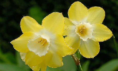 narcissus