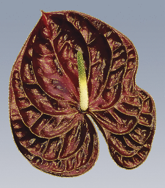 anthuriums