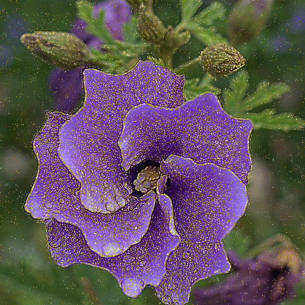 austral hibiscus