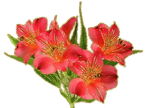 asiatic lilies