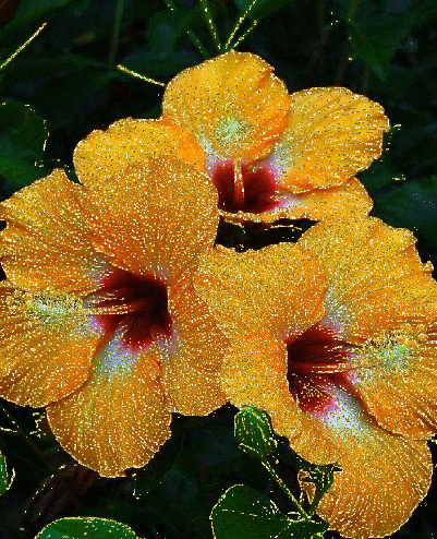 yellow hibiscus
