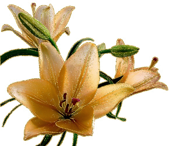 lilies