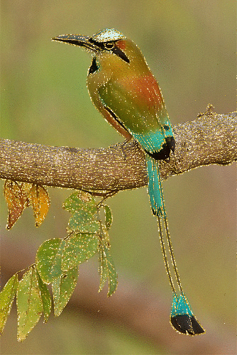 motmot