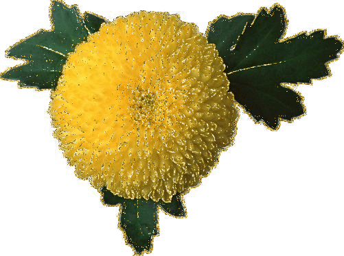 yellow dahlia