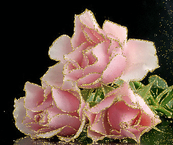 pink rosas