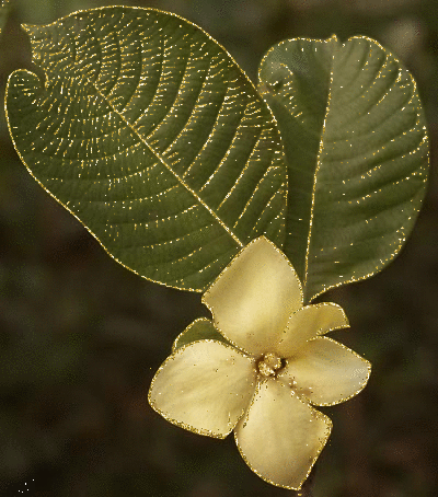 gardenia