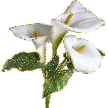 3 white anthurium