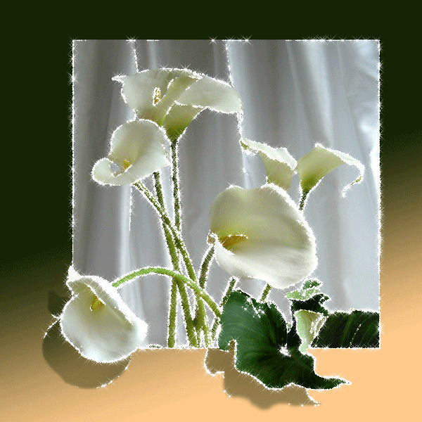 white callas
