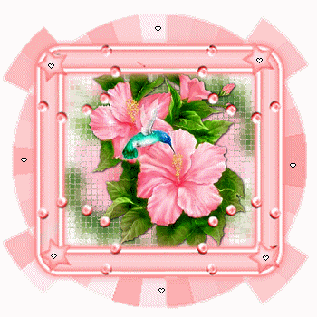 pink hibiscus