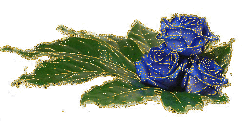 3 blue rosa