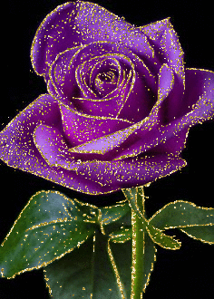 purple rosa