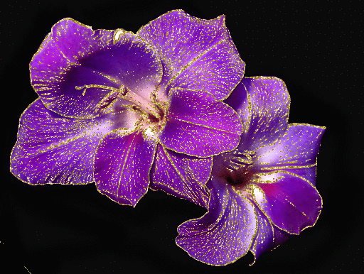 purple gladiola
